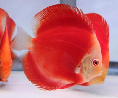 Unduh Gratis Gambar Omahdiskus On Twitter Jual Discus Sun Merah 3 5 Inch Grade A Terkeren oleh Lampung Hits