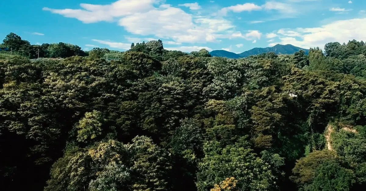 How Tall Can Trees Grow? Doyle's Space