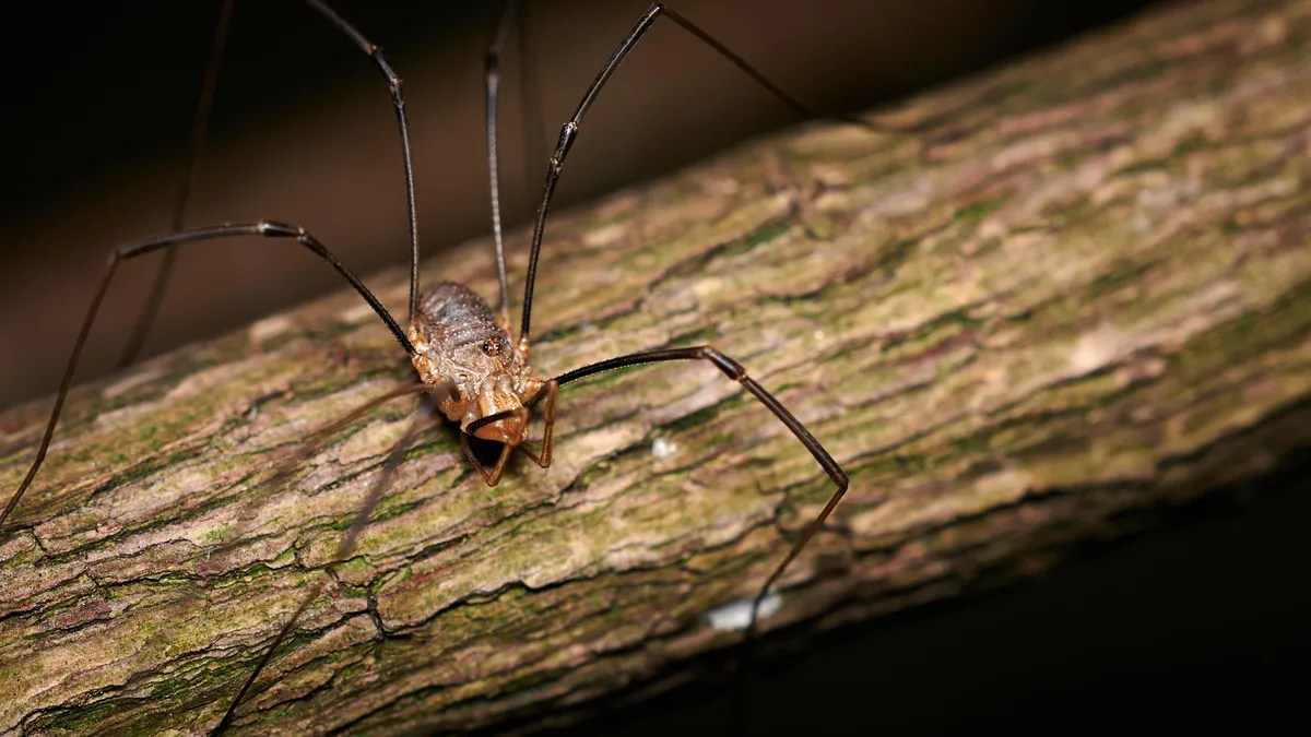Daddy Long Legs