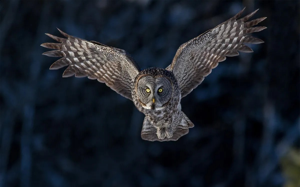 Owls