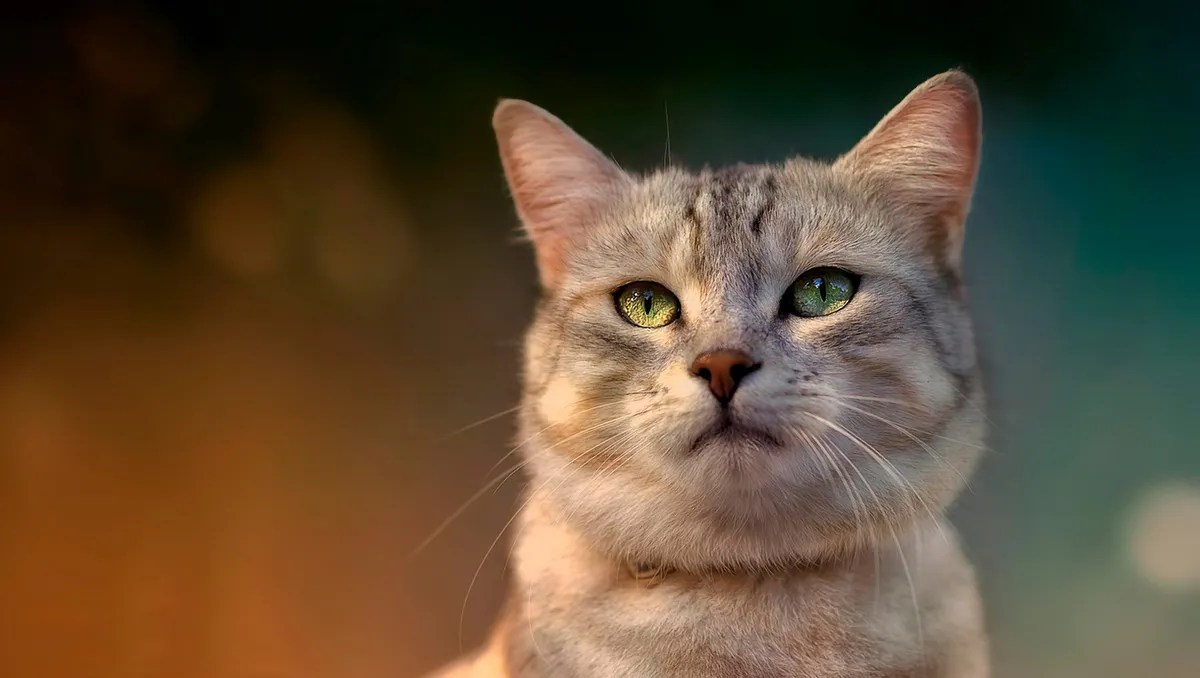 Cat Vision