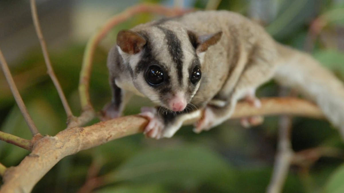 Sugar Gliders