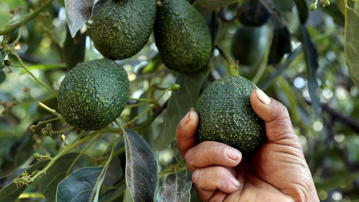 Are Avocados Good For You?