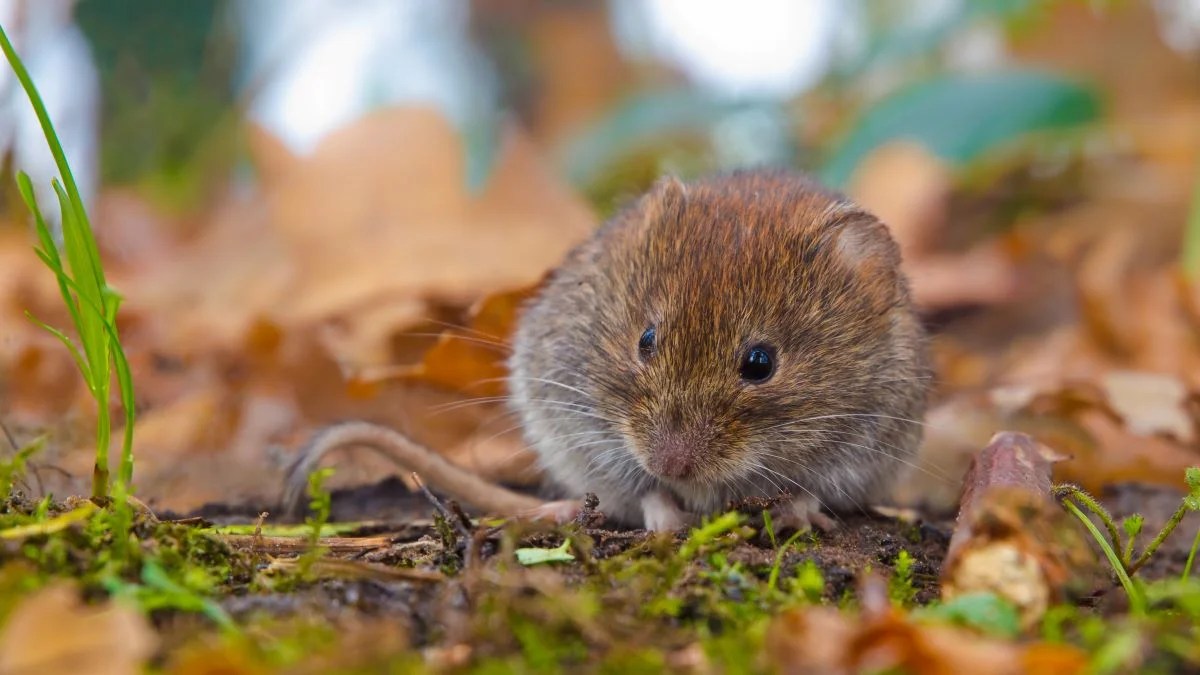 Vole