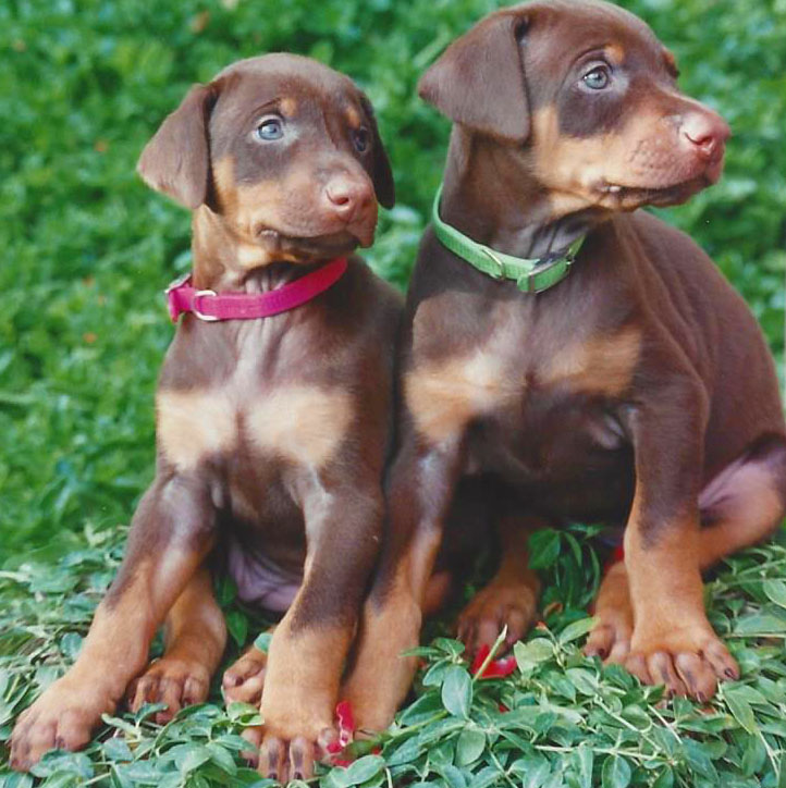 akc therapy dog training near me