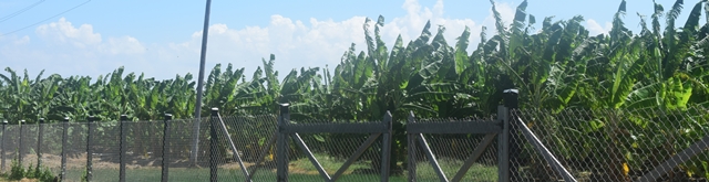 Some of the plantain suckers already in the ground on the farm.