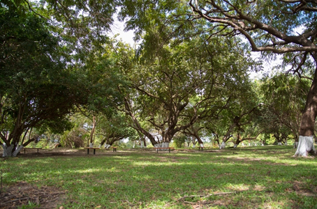 Sections of the Rehabilitated Cashew Grove Park.
