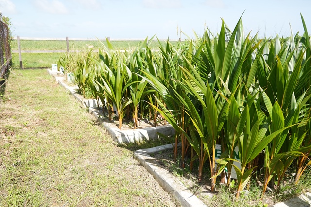 Coconut seedlings currently at the Leguan nursery