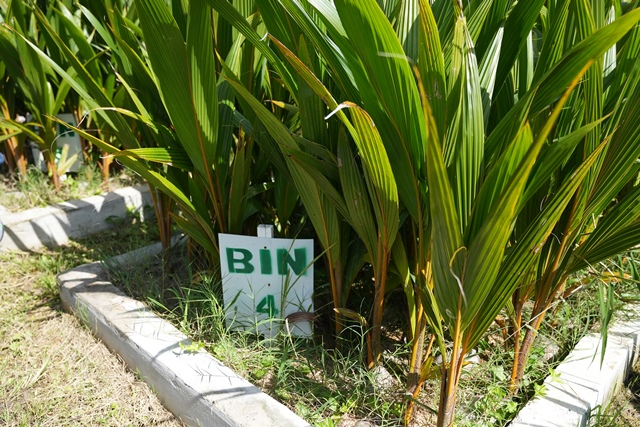 Coconut seedlings currently at the Leguan nursery