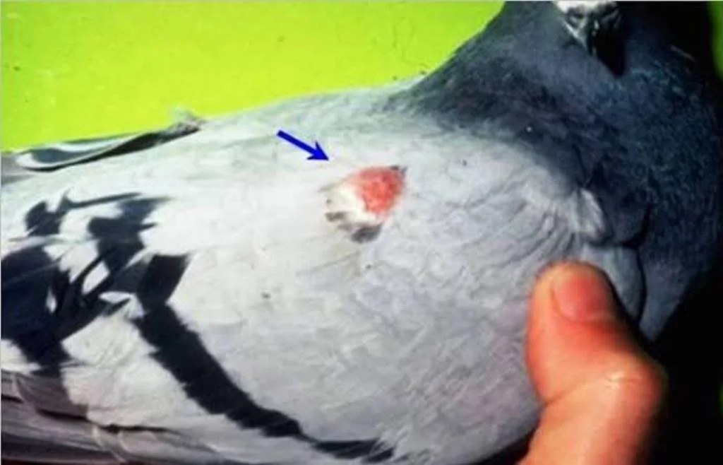 Pigeon Lump Treatment Medicine - Image 2