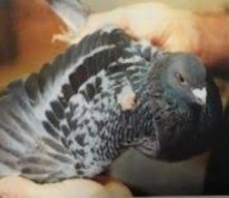 Pigeon Lump Treatment Medicine - Image 4