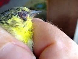 Pigeon Eye Flu Eye Relief Drops By Dr PDX - Image 7