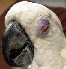 Pigeon Eye Flu Eye Relief Drops By Dr PDX - Image 10