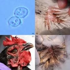 Aseel Rooster Pest Clean Spray - Roo-Guard - Image 6