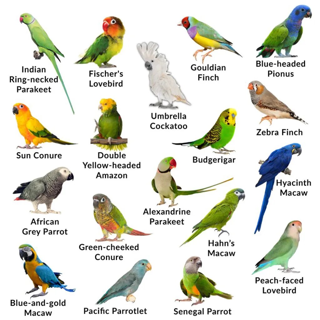 ALL BIRD PICS 2