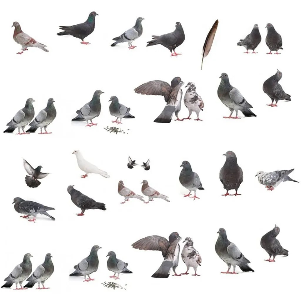 MULTIPLE BREEDS FOR PIGEON 2