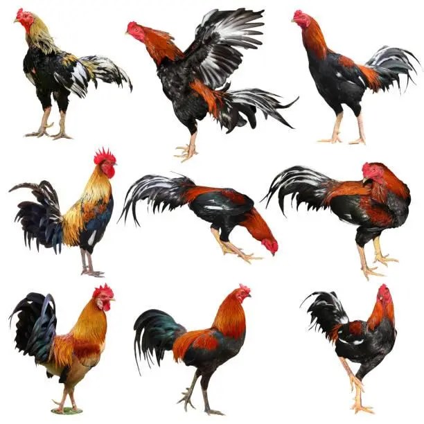 istockphoto 1225716485 612x612 1