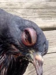 Pigeon Eye Flu Eye Relief Drops By Dr PDX - Image 2