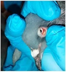 Pigeon Eye Flu Eye Relief Drops By Dr PDX - Image 3