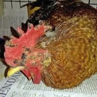 Aseel Rooster Fowl Pox Skin Coat Care - Variola Gel - Image 3