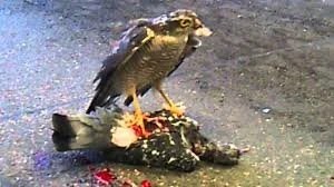 Pigeon Protection Hawk Shield Gel - Pigeon Medicne - Kabootar Medicine - Image 3