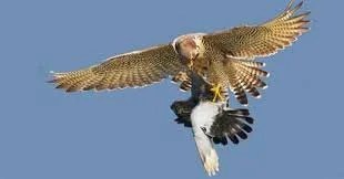 Pigeon Protection Hawk Shield Gel - Pigeon Medicne - Kabootar Medicine - Image 7