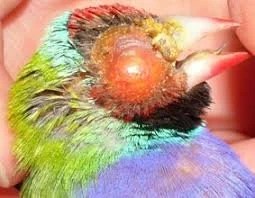 Pigeon Eye Flu Eye Relief Drops By Dr PDX - Image 11