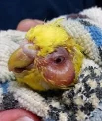 Pigeon Fungal Infection Medicine - Image 6