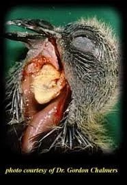 Pigeon Fungal Infection Medicine - Image 3