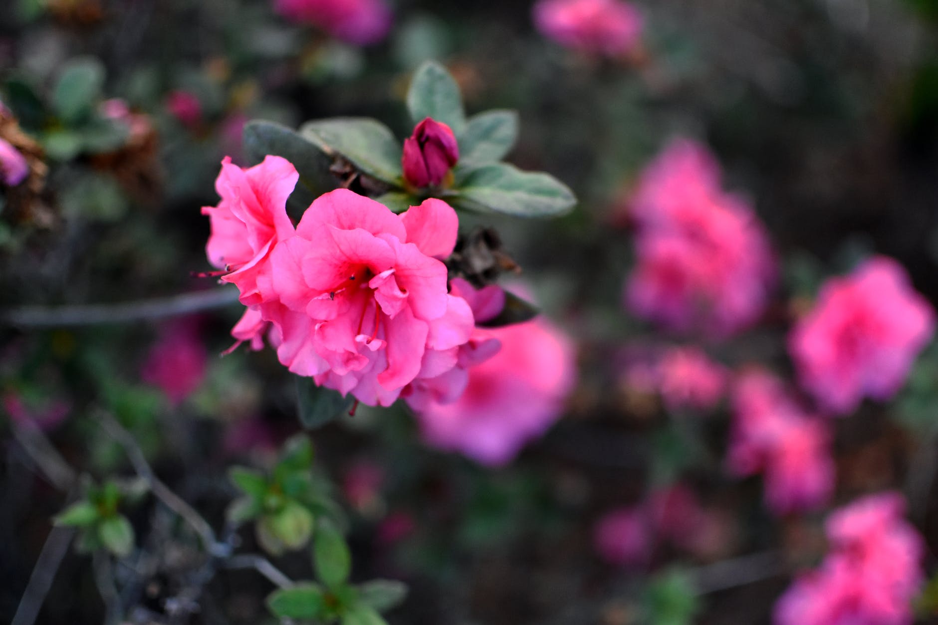 pink flowers on a rhododendron bush