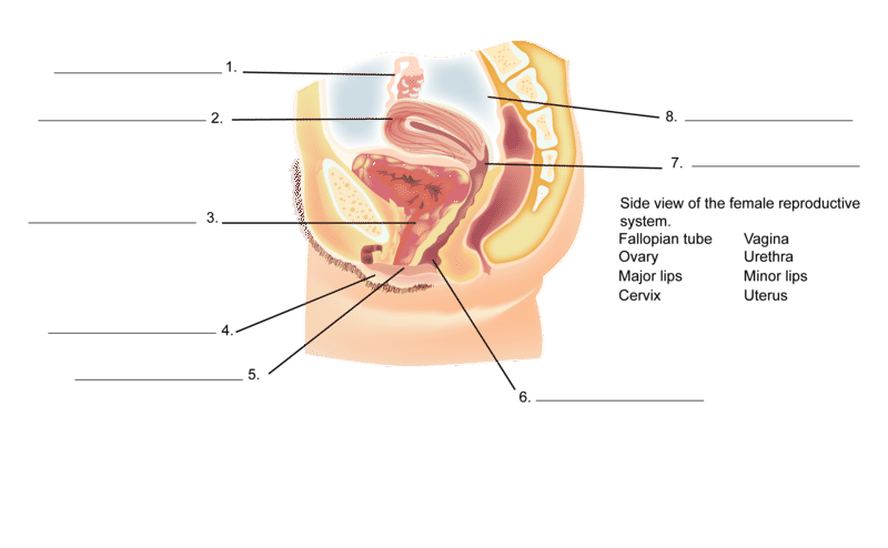 Use reproductive system worksheet #1 as a large group exercise to reinforce. Activities And Answer Keys Ck 12 Foundation