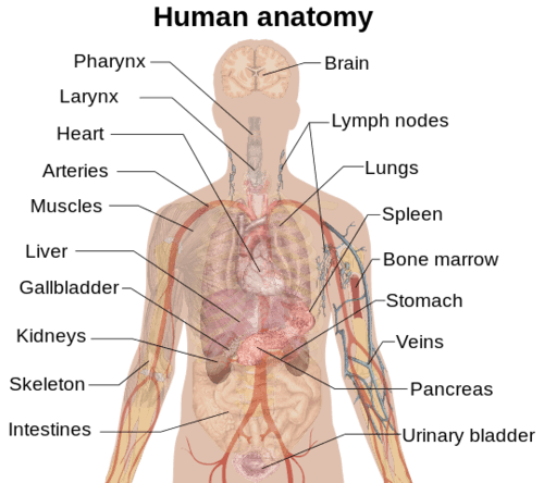 Just how do we digest our food? Organs Of Excretion Ck 12 Foundation