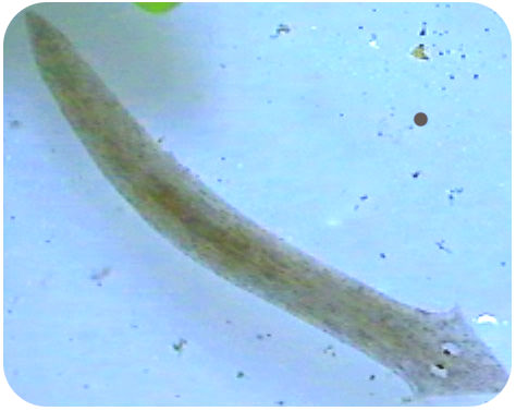 (include an image and the species' common name.) answers will vary. Flatworms Ck 12 Foundation