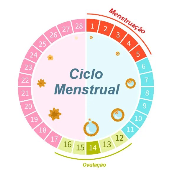 Meu ciclo pode variar de mês para mês? O que mostra o maior estudo já feito sobre ovulação