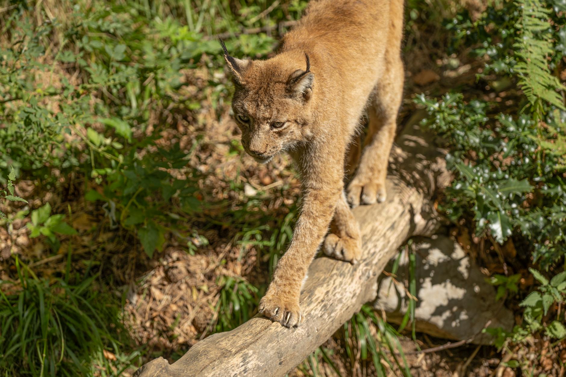 caracal walking on a log