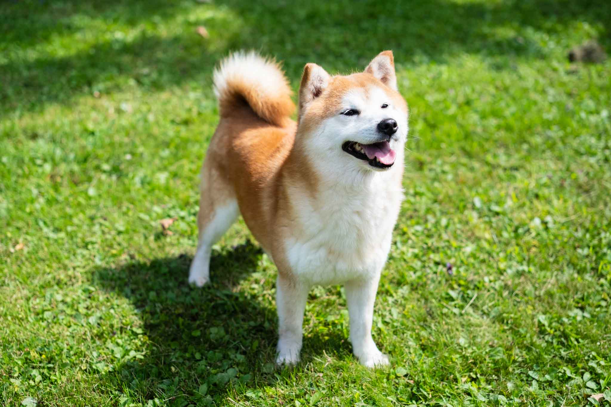 DRAGON SHIBA - #1 Top Shiba Inu breeder in Toronto, ON and Your