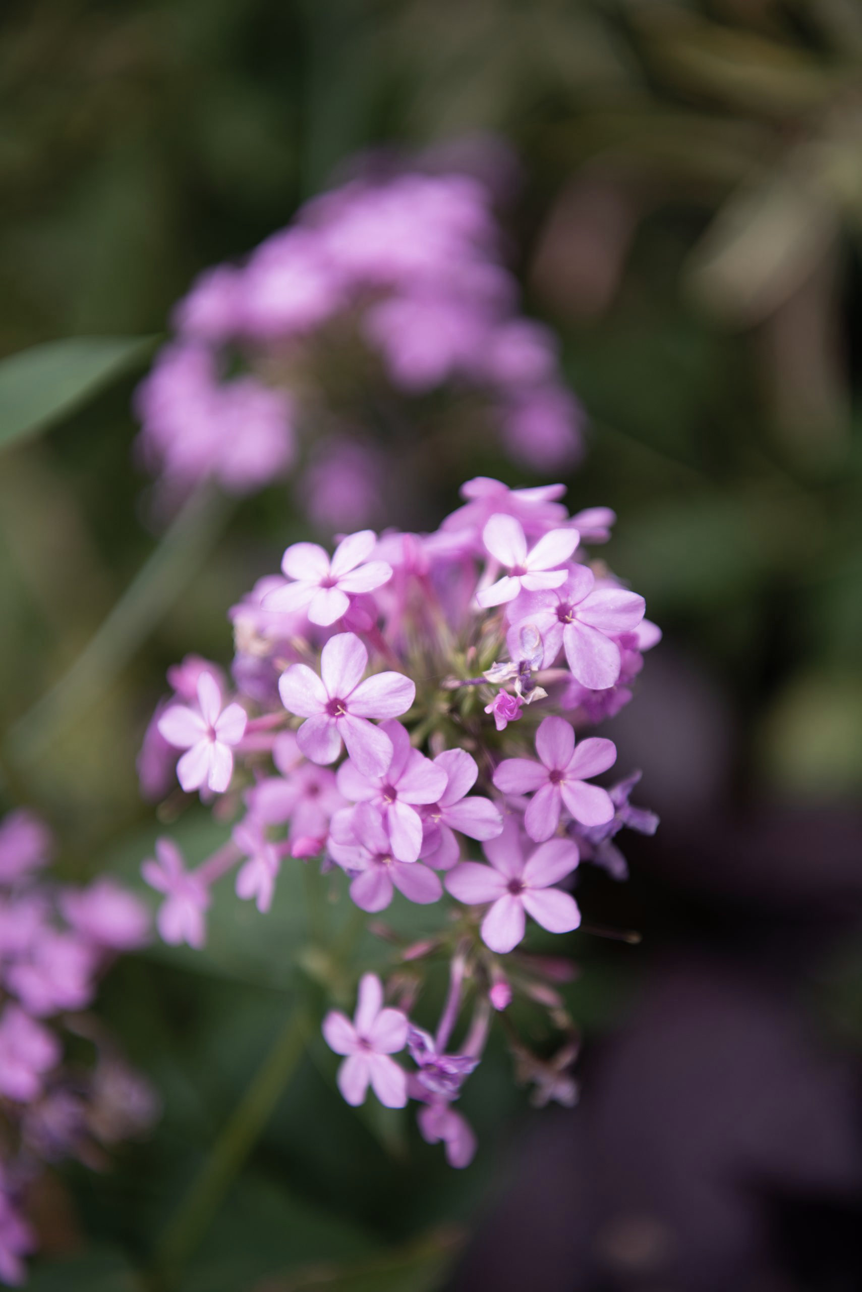 A cluster of small pink flowers, a gentle image for those seeking compassionate therapy and support.