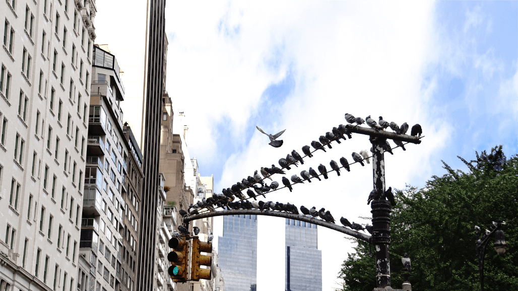 A bird takes flight near Central Park