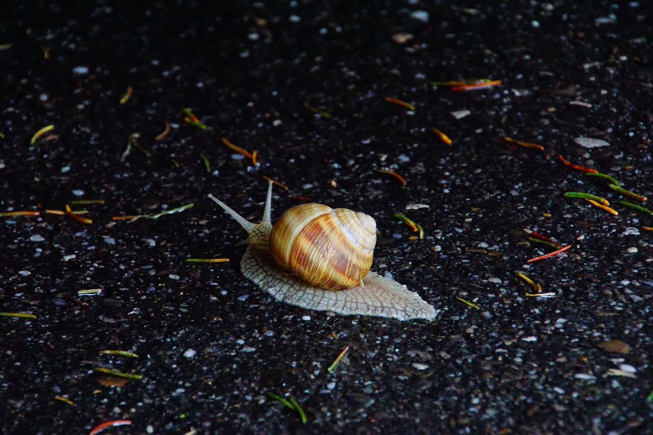 Snail Crawling