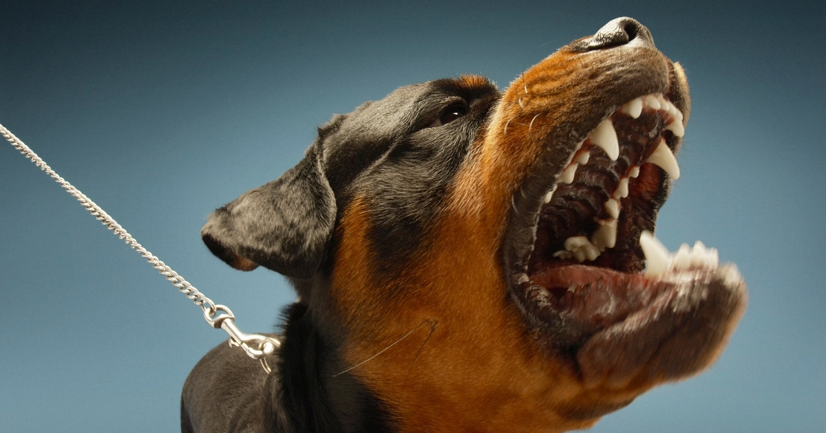 Pandemic behavior problems: inter-dog aggression