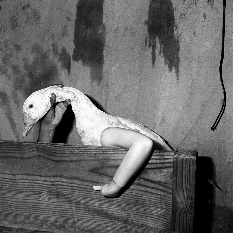 Roger Ballen, One Arm Goose, 2004, black and white photograph, a goose with one wing in a strange domestic interior