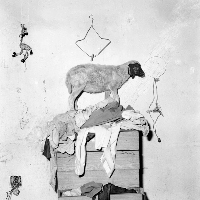 Roger Ballen, Sheep on Cupboard, 2003, black and white photograph, a sheep perched on a cupboard in a cluttered interior space