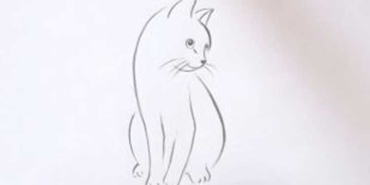 Discover these characteristics, and more. How To Draw A Cat Front View Sitting Front View And Side View