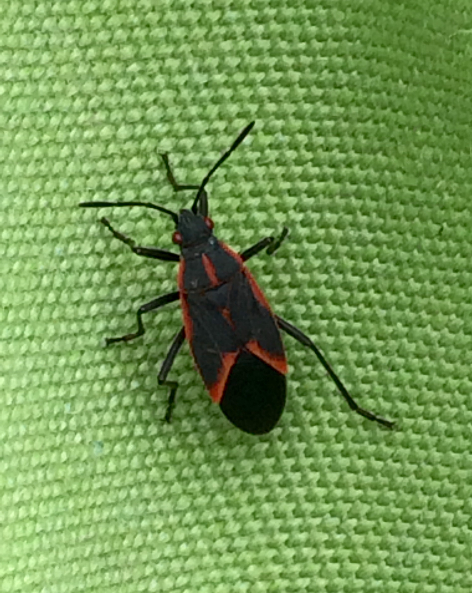 Dr Bug photo 2