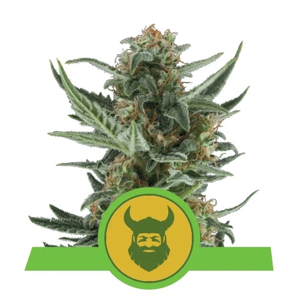 royal-dwarf