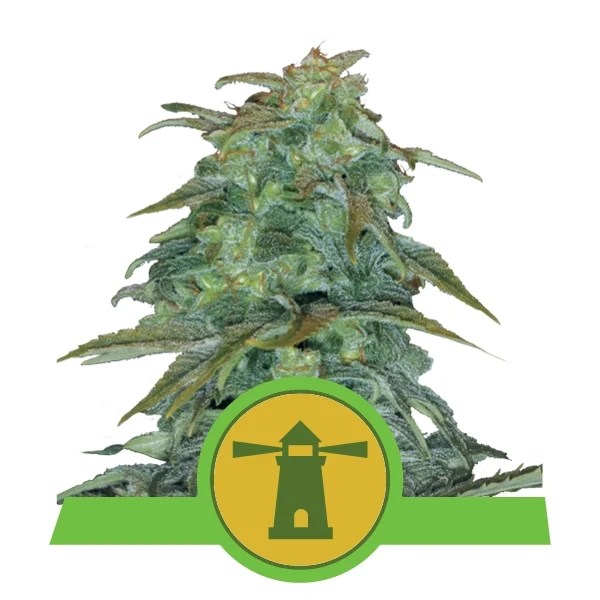 royal-haze-automatic