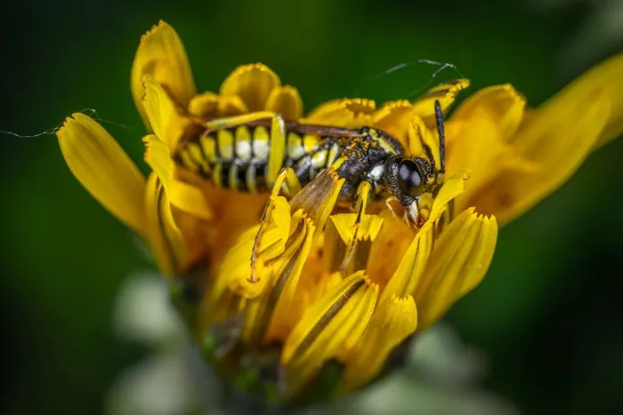 5 Summer Bugs To Watch Out For Dr Death Pest Control