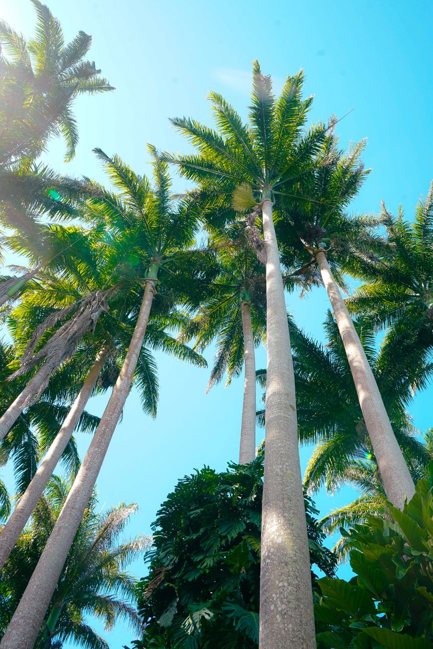 tropical palm trees in barbados lush garden