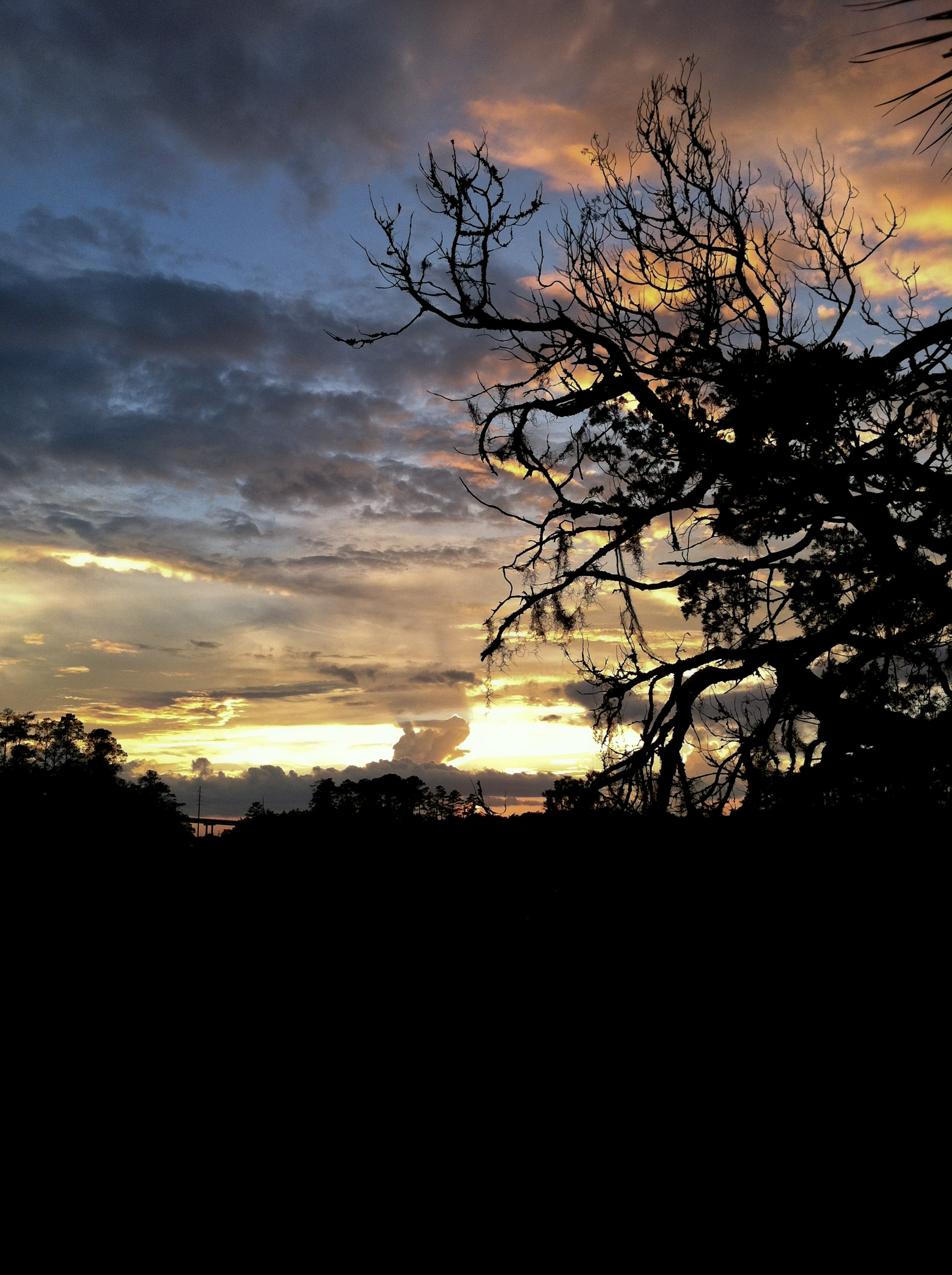 skidaway-park-4