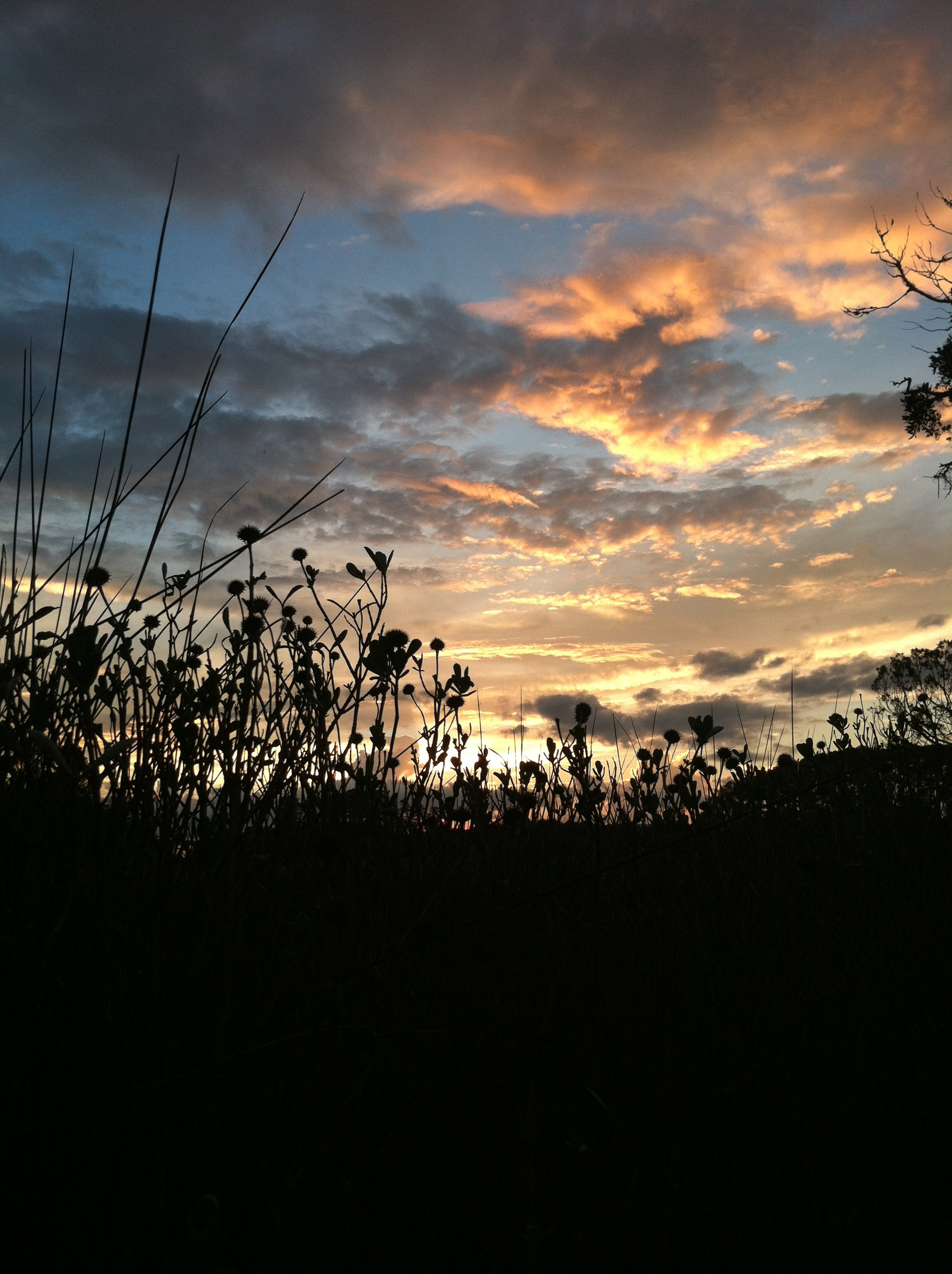 skidaway-park1